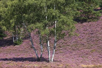 Fischbeker Heide nature reserve, heath blossom, flowering common heather (Calluna vulgaris) and