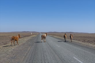 Huge horse herds in eastern Kazakhstan