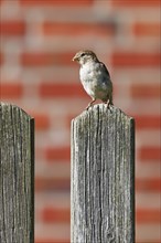 House sparrow (Passer domesticus), sparrow, female sitting on garden fence, Schleswig-Holstein,