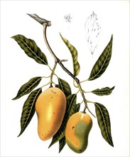 Mango, is a tropical plant and its fruit. The mango tree is a species of plant in the genus Mangos