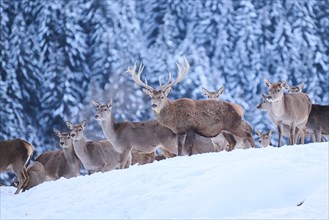 Red deer (Cervus elaphus) stag in a pack of hinds on a snowy meadow in the mountains in tirol,