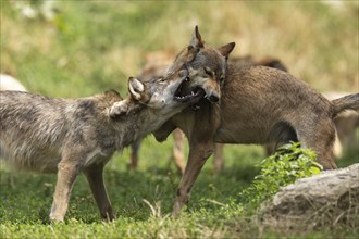 Algonquin wolf (Canis lupus lycaon), wolf, American wolf, ranking, pack, Germany, Europe