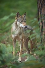 European gray wolf (Canis lupus), female standing in the forest, Germany, Europe