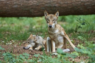 European gray wolf (Canis lupus), two animals in the forest, Germany, Europe