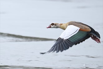 Egyptian goose (Alopochen aegyptiaca), flying, Bavaria, Germany Europe