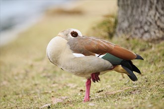 Egyptian goose (Alopochen aegyptiaca), standing on a meadow, Bavaria, Germany Europe