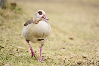 Egyptian goose (Alopochen aegyptiaca), walking on a meadow, Bavaria, Germany Europe