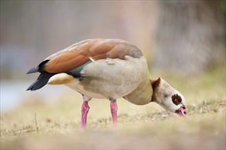 Egyptian goose (Alopochen aegyptiaca), standing on a meadow, Bavaria, Germany Europe