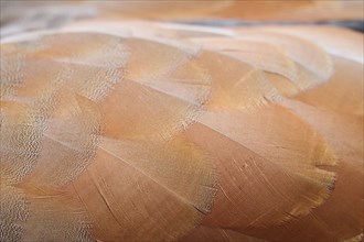 Egyptian goose (Alopochen aegyptiaca), feathers, detail, Bavaria, Germany Europe