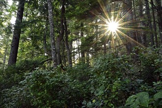 Sun shining through the trees in the temperate rainforest, Vancouver Island, British Columbia,