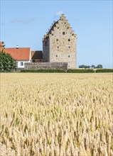 Field of ripe wheat in front of the medieval castle Glimmingehus in Simrishamn municipality,