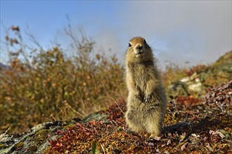 Arctic ground squirrel (Spermophilus parryii), standing on the autumn-coloured tundra floor,