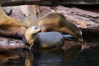 California sea lion (Zalophus californianus) on the edge of the water, captive, Germany, Europe