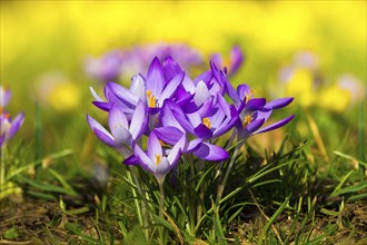 Spring bloomers in the Great Garden