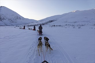 Winter dog sledge ride near Tromso against a grandiose mountain backdrop, Lapland, Norway, Europe