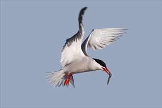 Common Tern (Sterna hirundo), in flight with fish in its beak, Lower Saxon Wadden Sea National