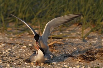 Common Tern (Sterna hirundo), copula, mating in the evening light in front of the colony, Lower