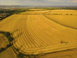 Grain harvest in a field near Babisnau on the outskirts of Dresden