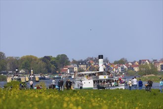 Steamship parade of the historic paddle steamers