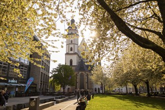 St. Thomas Church with blossoming cherry trees