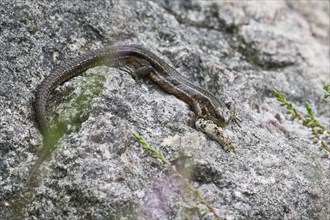 Viviparous lizard (Lacerta vivipara), Emsland, Lower Saxony, Germany, Europe