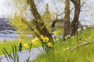 Blooming daffodils on the Königsufer