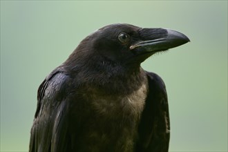 Common raven (Corvus corax), portrait, Bohemian Forest, Czech Republic, Europe