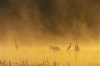 Great egret (Ardea alba), mute swans (Cygnus olor), morning atmosphere, fog, water, Lower Austria