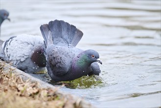 Feral pigeons (Columba livia domestica) taking a bath in the water at the shore of a little pont,