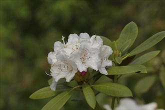 Rhododendron flowers (Rhododendron Homer), white flower in a garden, Wilden, North