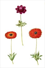 Crown anemone or poppy anemone (Anemone coronaria), Star anemone, Anemone xfulgens, Historic,