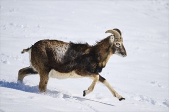 European mouflon (Ovis aries musimon) ram on a snowy meadow in the mountains in tirol, Kitzbühel,