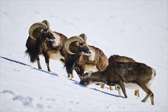 European mouflon (Ovis aries musimon) rams with ewe on a snowy meadow in the mountains in tirol,