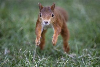 Eurasian red squirrel (Sciurus vulgaris), jumping in a meadow, jumping, Stuttgart,