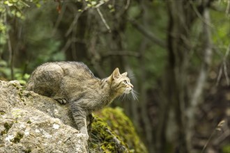 Wildcat (Felis silvestris) on a rock, Germany, Europe