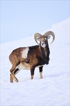 European mouflon (Ovis aries musimon) ram on a snowy meadow in the mountains in tirol, Kitzbühel,