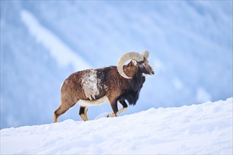 European mouflon (Ovis aries musimon) ram on a snowy meadow in the mountains in tirol, Kitzbühel,