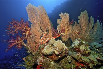 In the middle Fan coral (Annella mollis) on the left Soft coral (Dendronephthya) growing on coral