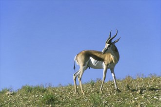 Springbok (Antidorcas marsupialis) looking back while exposing wound in neck inflicted from fierce