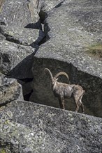 Moulting Alpine ibex (Capra ibex) in mountain rock face in the Alps in spring