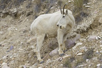 Rocky Mountain goat (Oreamnos americanus) female foraging in rocky slope of mountainside, Jasper