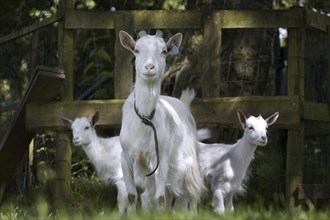 White goat (Capra hircus) with two kids at farm