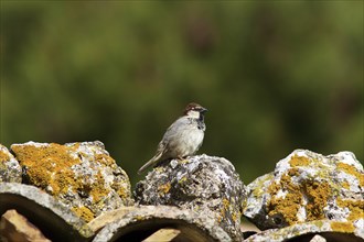 Sparrow on roof, blurred green background, moss on stone, Madonie National Park, Sicily, Italy,