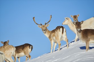 European fallow deer (Dama dama) pack on a snowy meadow in the mountains in tirol, Kitzbühel,