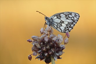 Marbled white (Melanargia galathea) in cold torpor on the flower of rocambole (Allium