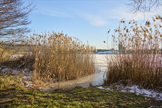 Common reed (Phragmites australis) at the edge of a lake in winter, Upper Palatinate, Bavaria,