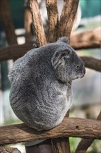 Koala (Phascolarctos cinereus), Lone Pine sanctuary, Brisbane, Queensland, Australia, Oceania