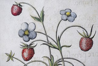 Woodland strawberry (Fragaria vesca), hand-coloured copperplate engraving by Basilius Besler, from