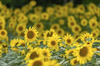 Sunflower blossoms in a cultivated field. Bas-Rhin, Collectivite europeenne d'Alsace, Grand Est,