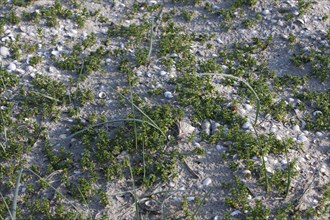 Ringed Plover (Charadrius hiaticula), clutch of eggs on the beach, search image, well camouflaged